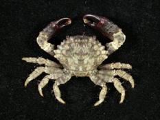 小疣瘤蟹( i Phymodius granulosus /i )