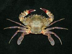 ( i Charybdis acutifrons /i )
