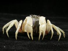短指和尚蟹( i Mictyris brevidactylus /i )