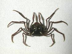截形杏仁蟹( i Elamena truncata /i )