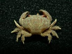 絨毛仿銀杏蟹( i Actaeodes tomentosus /i )
