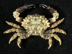 小疣瘤蟹( i Phymodius granulosus /i )