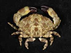 粗掌大權蟹( i Macromedaeus crassimanus /i )