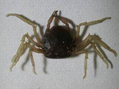 截形杏仁蟹( i Elamena truncata /i )