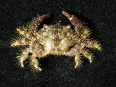 顆粒毛殼蟹( i Pilodius granulatus /i )