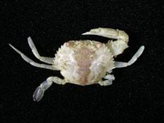 顆粒梭子蟹( i Portunus granulatus /i )