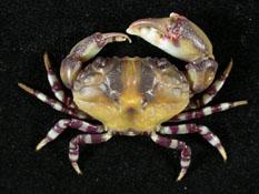 環紋金沙蟹( i Lydia annulipes /i )