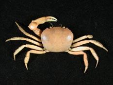 長手隆背蟹( i Carcinoplax longimana /i )