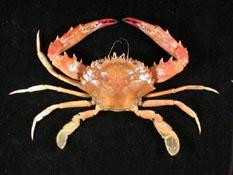 相模蟳( i Charybdis sagamiensis /i )