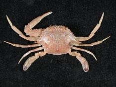 銀光梭子蟹( i Portunus argentatus /i )
