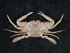 矛形梭子蟹( i Portunus hastatoides /i )
