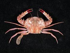 相模蟳( i Charybdis sagamiensis /i )