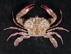 顆粒蟳( i Charybdis granulata /i )