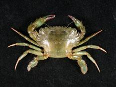鈍齒短槳蟹( i Thalamita crenata /i )