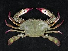 遠海梭子蟹( i Portunus pelagicus /i )