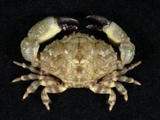 粗掌大權蟹( i Macromedaeus crassimanus /i )