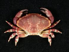 光滑花瓣蟹( i Liomera laevis /i )