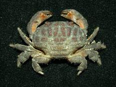 絨毛仿銀杏蟹( i Actaeodes tomentosus /i )