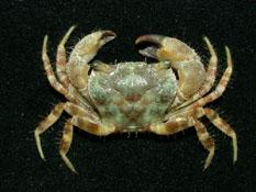 粗糙酋婦蟹( i Eriphia scabricula /i )