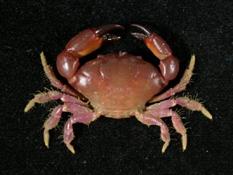 次銳毛足蟹( i Lachnopodus subacutus /i )