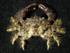 顆粒毛殼蟹( i Pilodius granulatus /i )