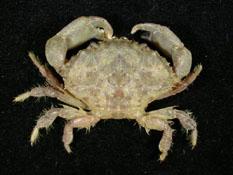 粗掌大權蟹( i Macromedaeus crassimanus /i )