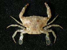 盛名短槳蟹( i Thalamita gloriensis /i )