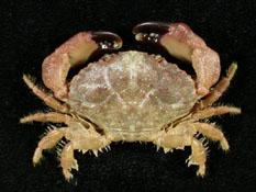 粗掌大權蟹( i Macromedaeus crassimanus /i )