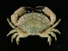 細巧皺蟹( i Leptodius gracilis /i )