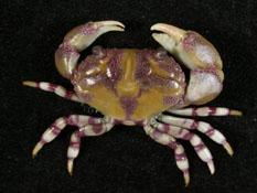環紋金沙蟹( i Lydia annulipes /i )