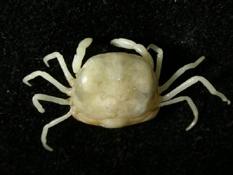 波檸豆蟹( i Pinnotheres boninensis /i )