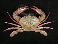顆粒蟳( i Charybdis granulata /i )