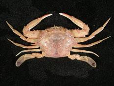 銀光梭子蟹( i Portunus argentatus /i )