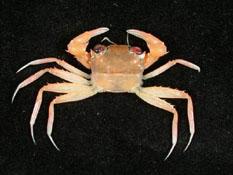 ( i Psopheticus hughi /i )