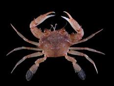 雙斑蟳( i Charybdis bimaculata /i )