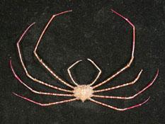 長足長踦蟹( i Phalangipus longipes /i )