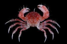 多刺毛刺蟹( i Pilumnus acanthosoma /i )