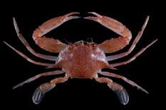 麗紋梭子蟹( i Portunus pulchricristatus /i )