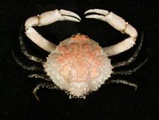 仿泡粒長螯蟹( i Randallia pustuloides /i )