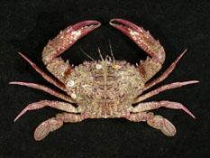 顆粒蟳( i Charybdis granulata /i )