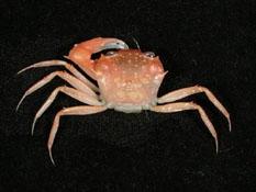 ( i Psopheticus hughi /i )