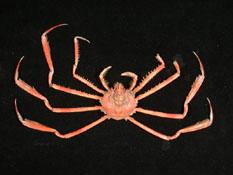 多槳扁蛛蟹( i Platymaia remifera /i )