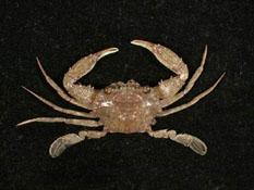 雙斑蟳( i Charybdis bimaculata /i )