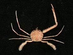 菲島狼牙蟹( i Lupocyclus philippinensis /i )