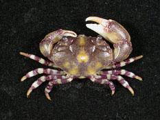 環紋金沙蟹( i Lydia annulipes /i )
