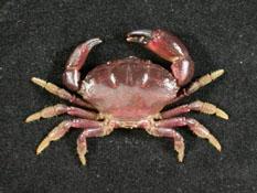 皺紋團扇蟹( i Ozius rugulosus /i )