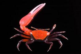 粗腿招潮( i Uca crassipes /i )