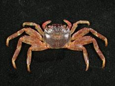 細紋方蟹( i Grapsus tenuicrustatus /i )