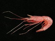 等似膜對蝦( i Hymenopenaeus equalis /i )