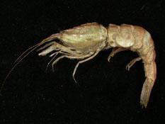 ( i Neocarangon sagamiensis /i )